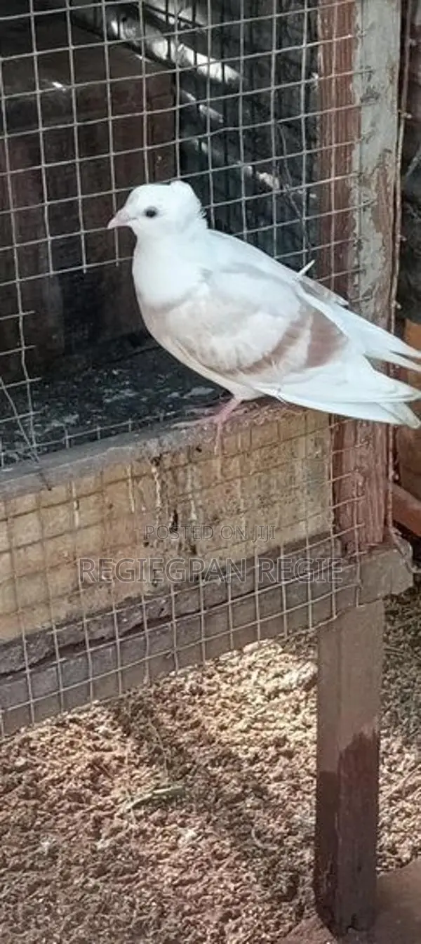 Pigeon