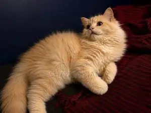 Persian Ginger Fur Ball