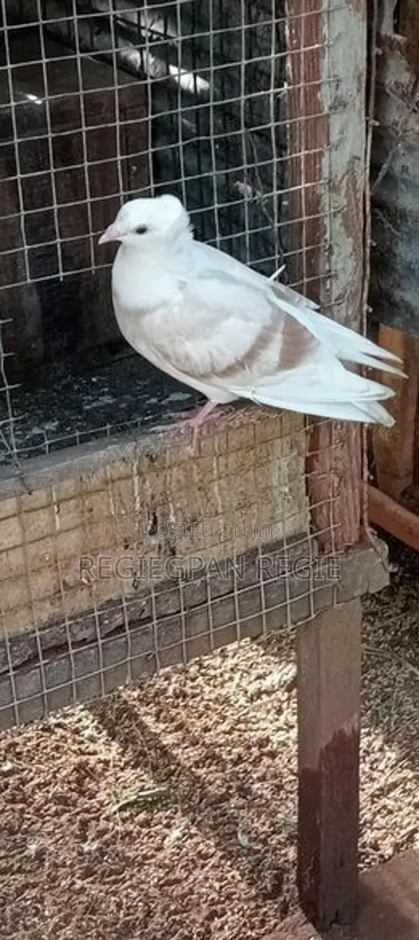 Pigeon