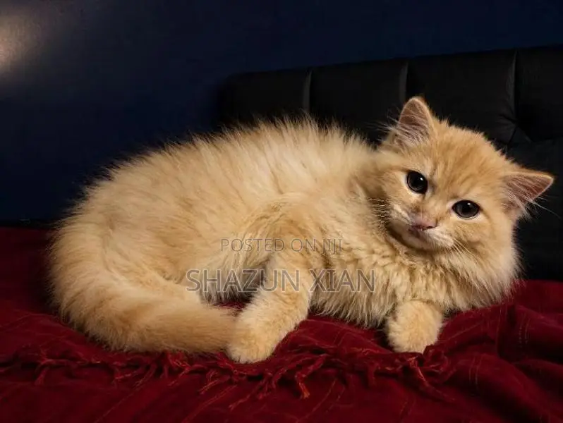 Persian Ginger Fur Ball