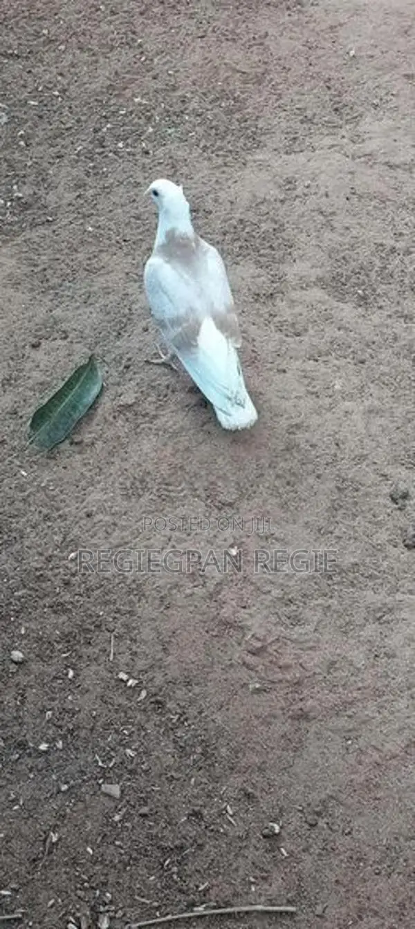Pigeon