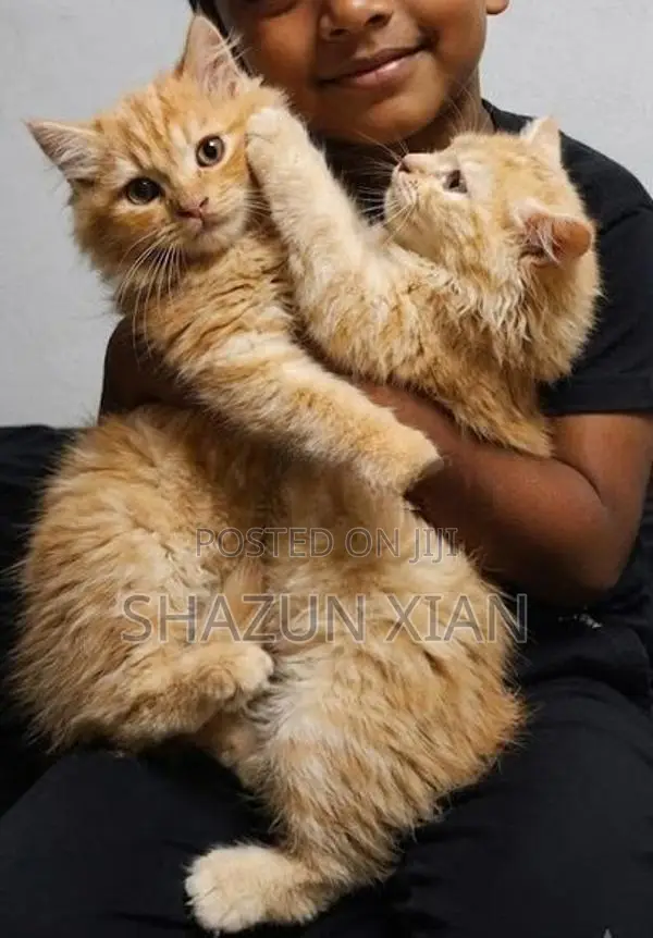 Persian Ginger Fur Ball