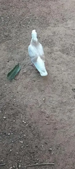 Pigeon
