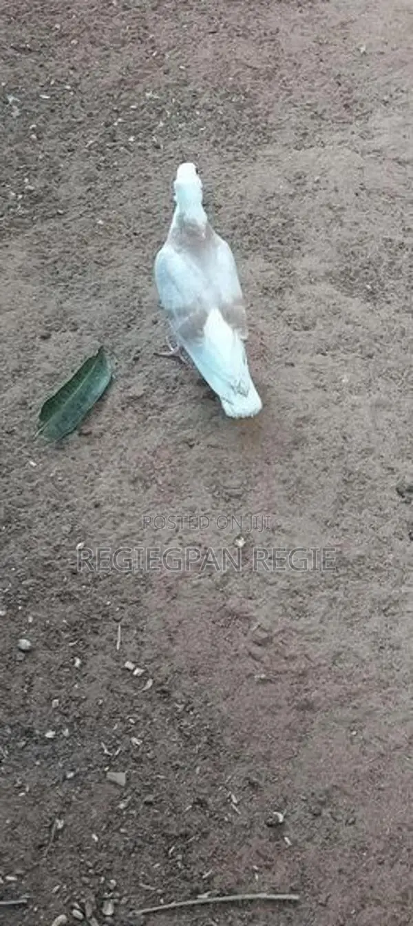 Pigeon