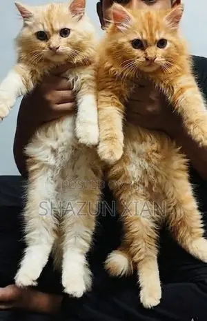 Persian Ginger Fur Ball