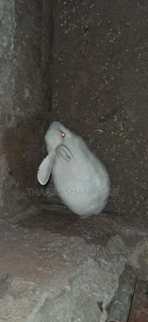 Rabbit