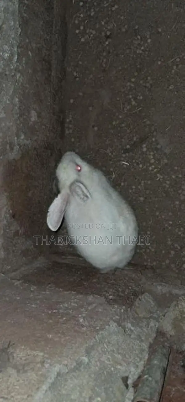 Rabbit