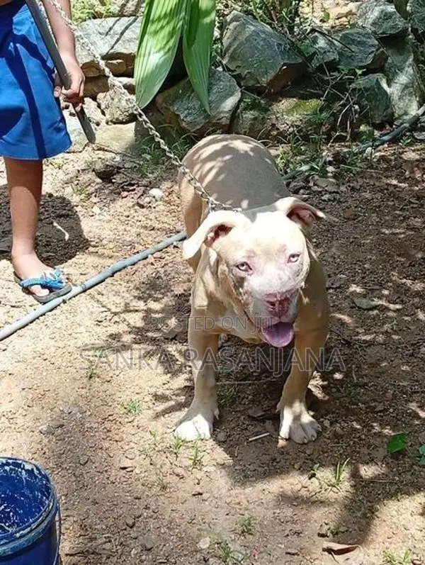 bully female