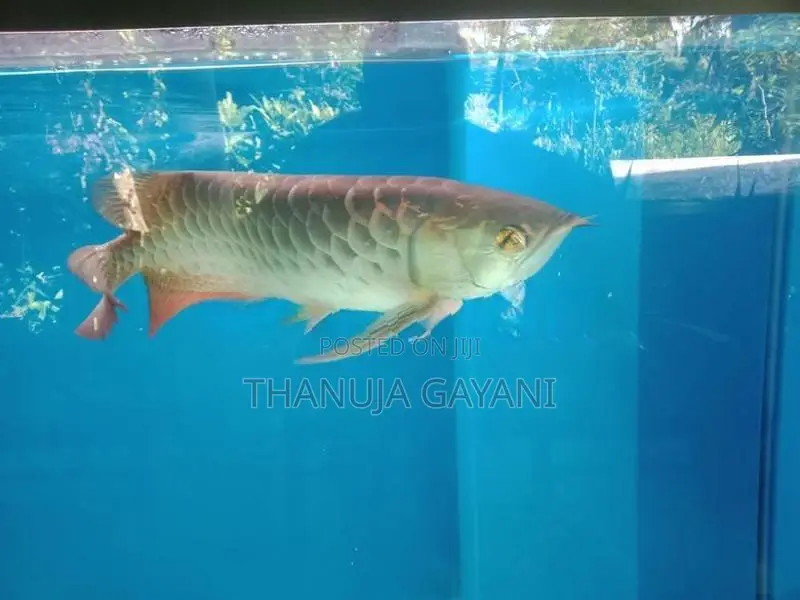 Arawana
