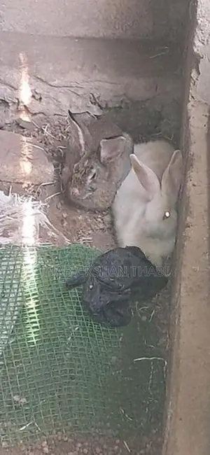 Rabbit