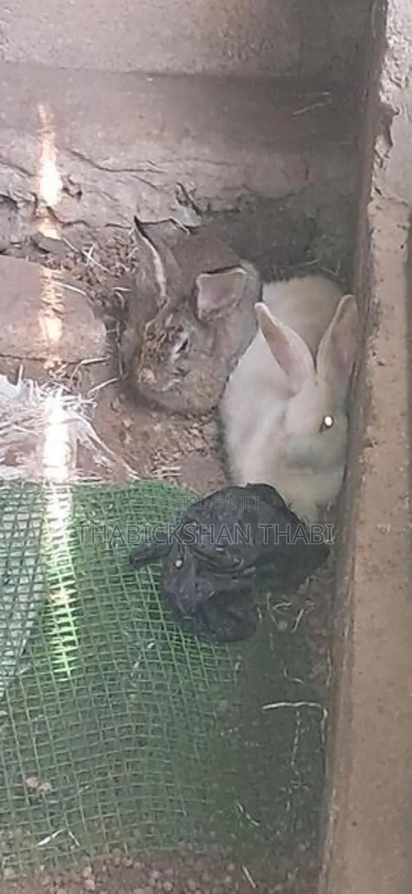 Rabbit