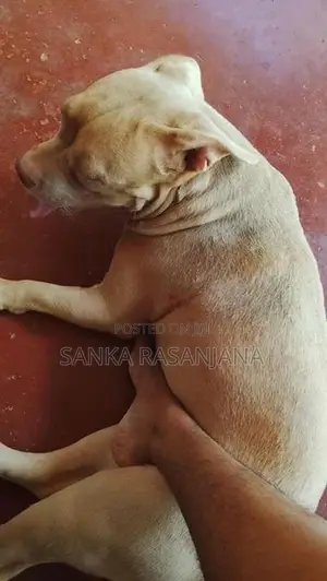 bully female