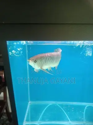 Arawana