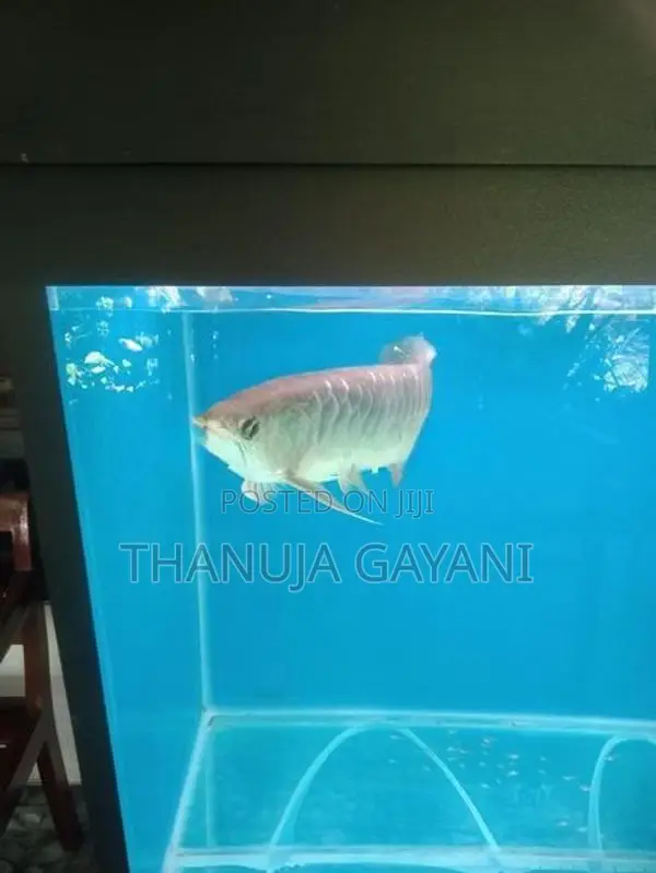 Arawana