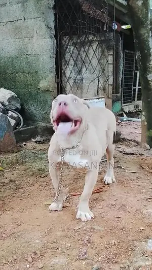 bully female