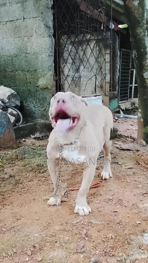 bully female