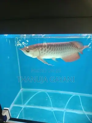 Arawana