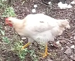 Farm Chickens