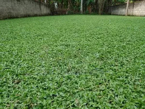 malaysian grass