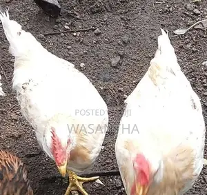 Farm Chickens