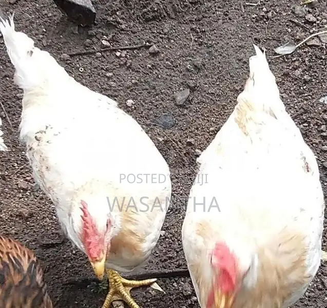 Farm Chickens