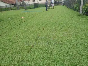 malaysian grass