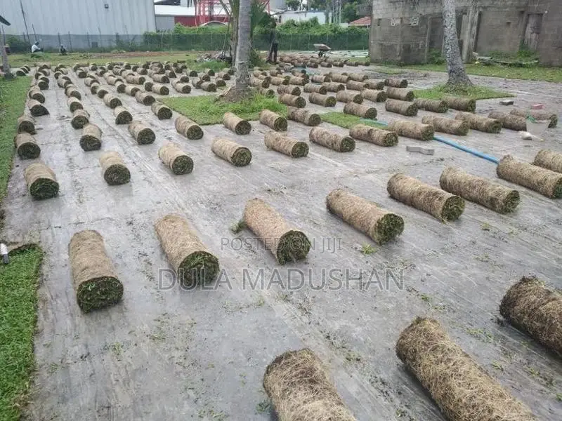 malaysian grass