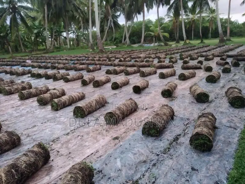 malaysian grass