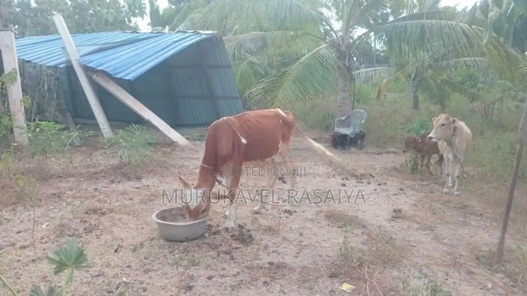 Farm Cow