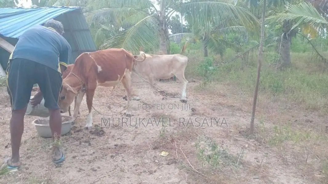 Farm Cow
