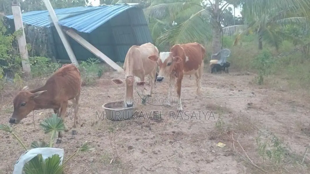 Farm Cow