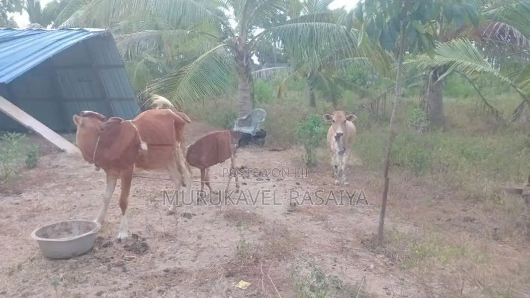 Farm Cow