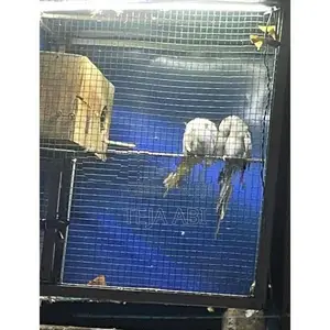 Cockatiel Breeding Pair