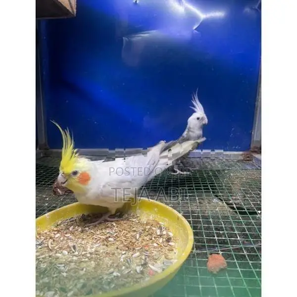 Cockatiel Breeding Pair