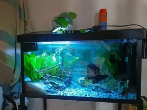 Fish Tank