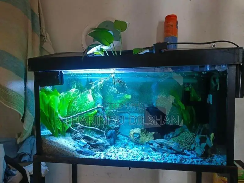 Fish Tank