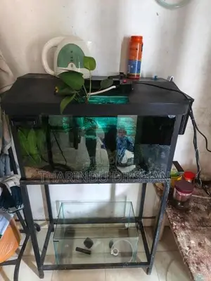 Fish Tank