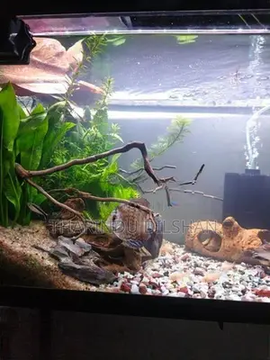 Fish Tank