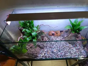 Fish Tank