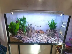 Fish Tank