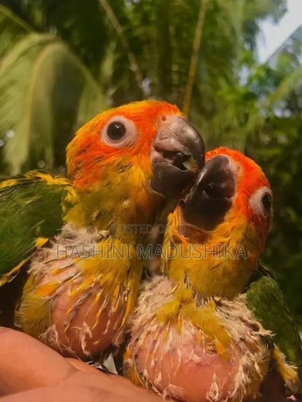 Ring Neck Sun Conure Hand Tamed