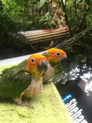 Ring Neck Sun Conure Hand Tamed