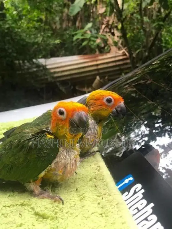 Ring Neck Sun Conure Hand Tamed