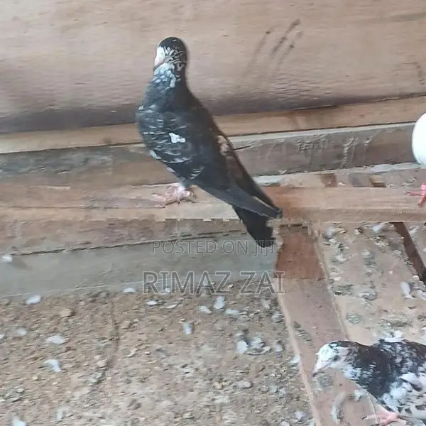 Pigeons