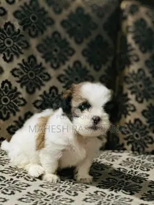 Shih Tzu Puppy