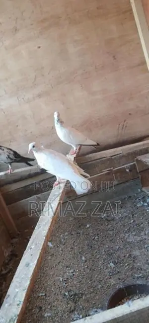 Pigeons