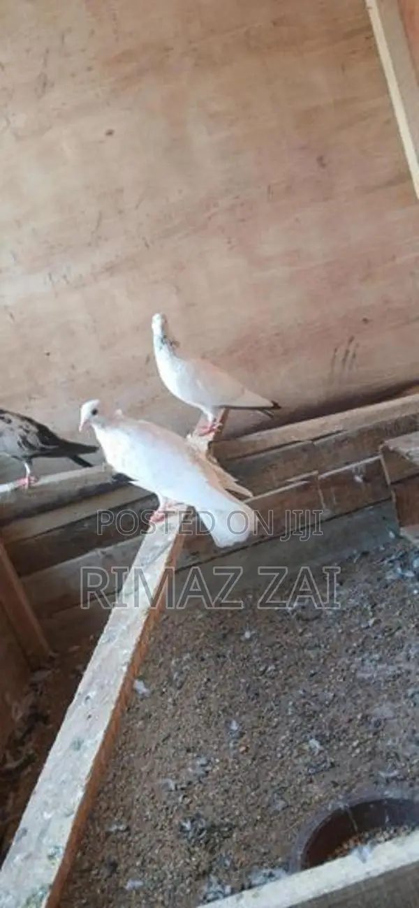 Pigeons