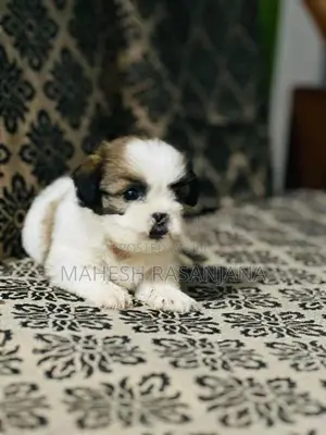 Shih Tzu Puppy
