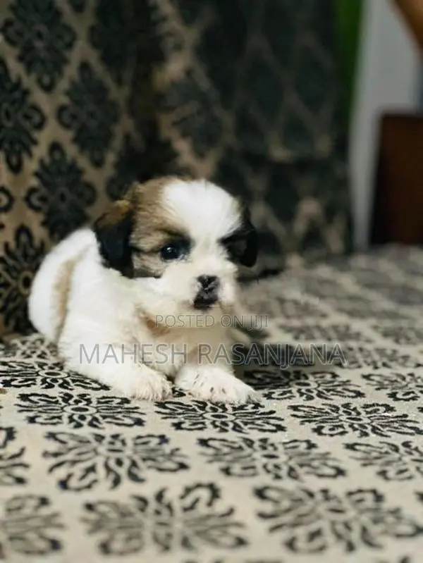 Shih Tzu Puppy