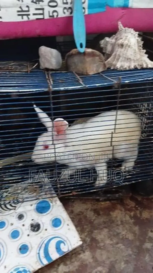 හාවුන්